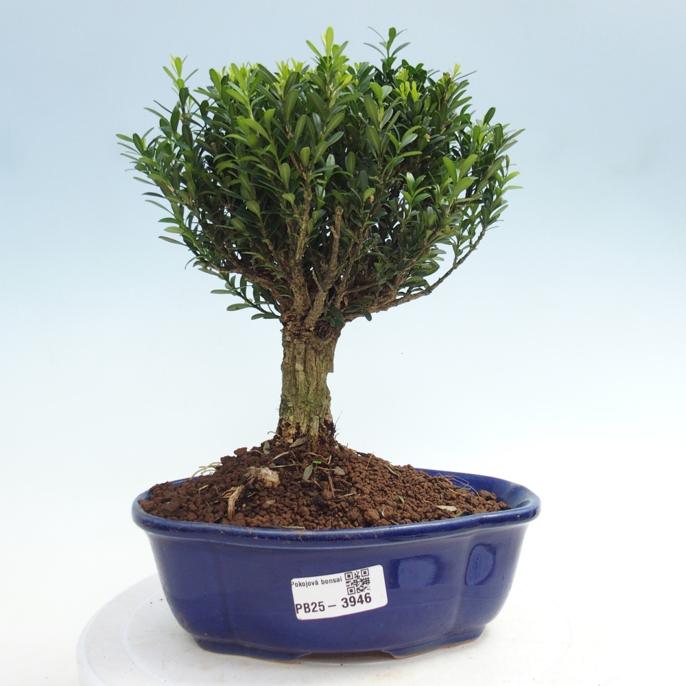 Izbové bonsaje - Buxus harlandii - korkový buxus