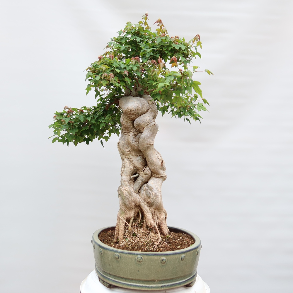 Vonkajšie bonsaje - Javor Burger - Acer Burgerianum