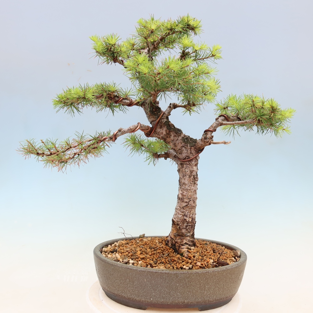 Vonkajšie bonsaje -Larix decidua - Smrekovec