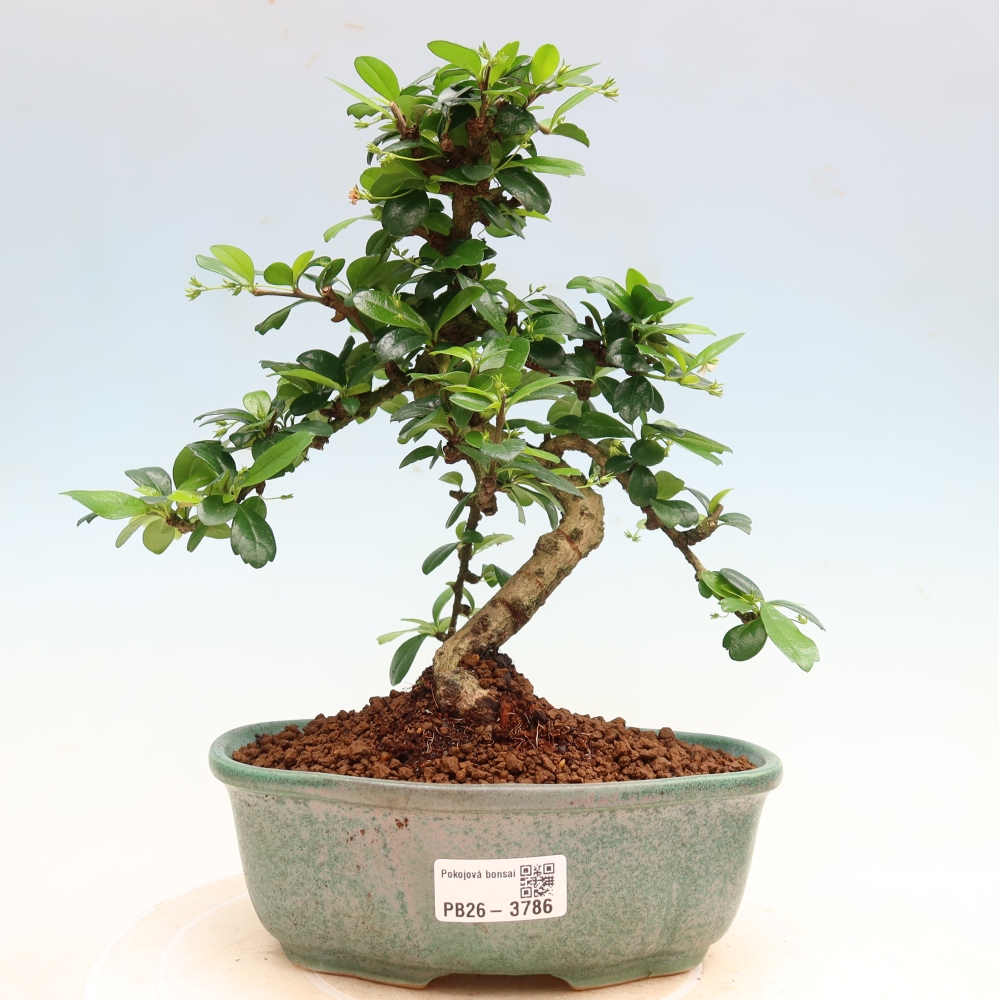Izbové bonsaje - Carmona macrophylla - Tea fuki