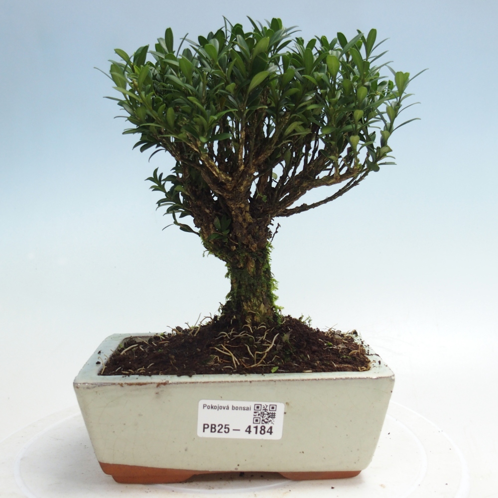 Izbové bonsaje - Buxus harlandii - korkový buxus