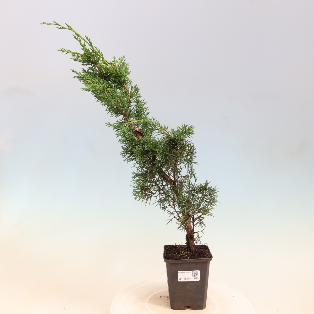 Vonkajší bonsaj - Juniperus chinensis Kishu
