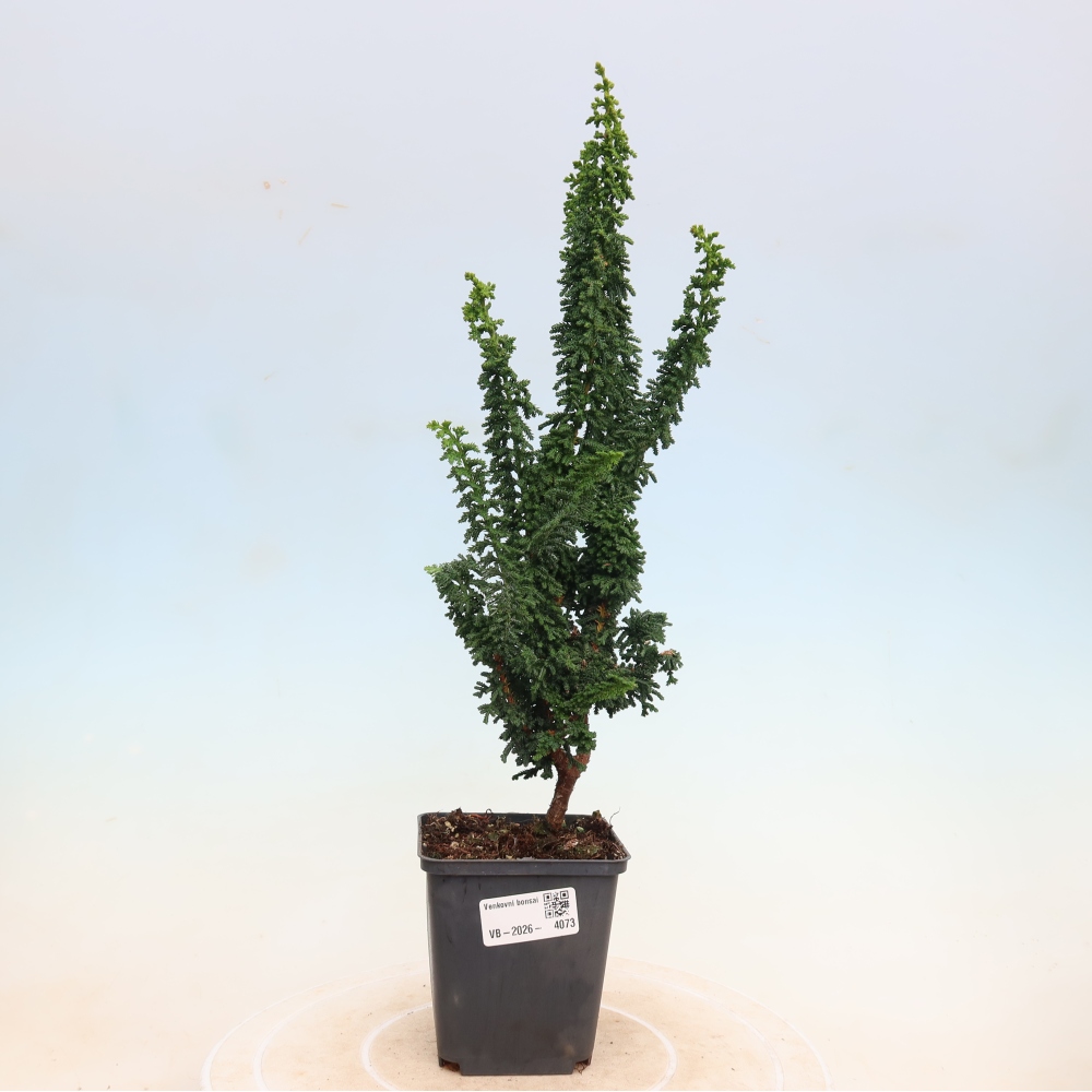 Vonkajší bonsaj - Cham. obtusa SEKKA HINOKI - Cypruštek