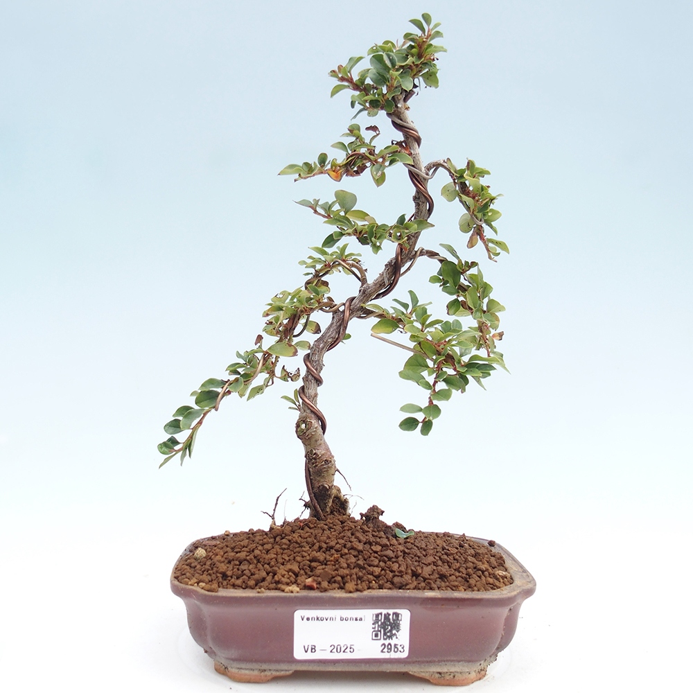 Vonkajší bonsai - Cotoneaster horizontalis - Skalník