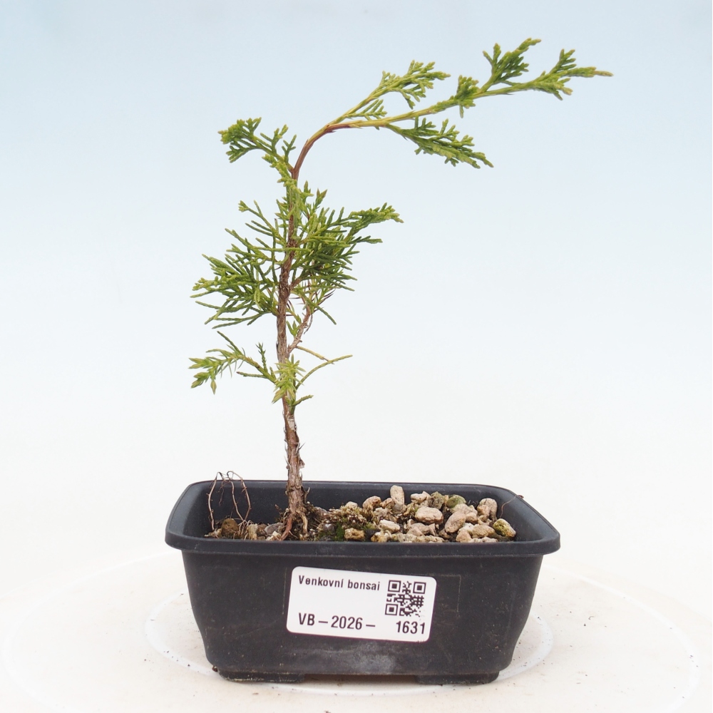 Vonkajší bonsaj - Juniperus chinensis Itoigawa