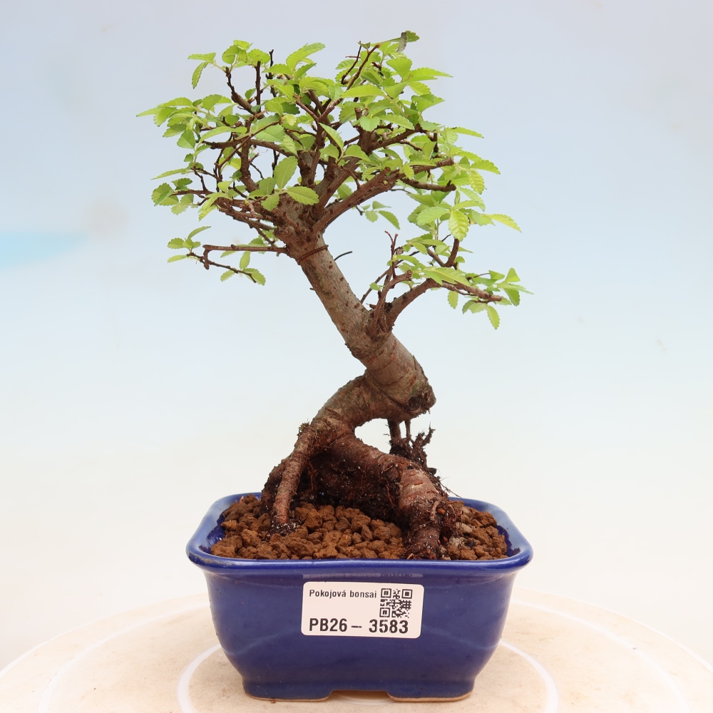 Izbový bonsaj - Ulmus parvifolia - brest malolistý