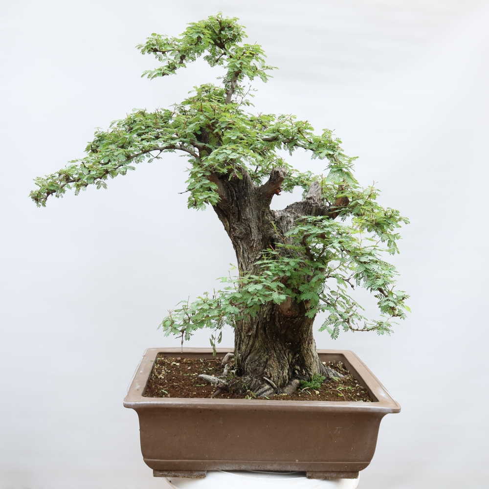 Izba bonsai – Akacia Arabica