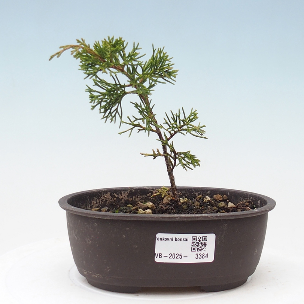 Vonkajší bonsai - Juniperus chinensis Itoigawa -Jalovec čínsky