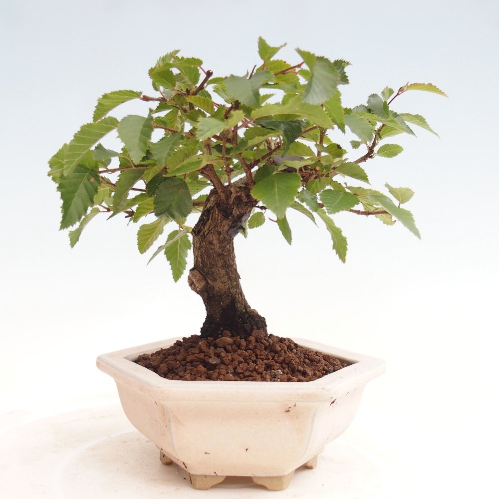 Vonkajší bonsai -Carpinus CARPINOIDES - Hrab kórejský