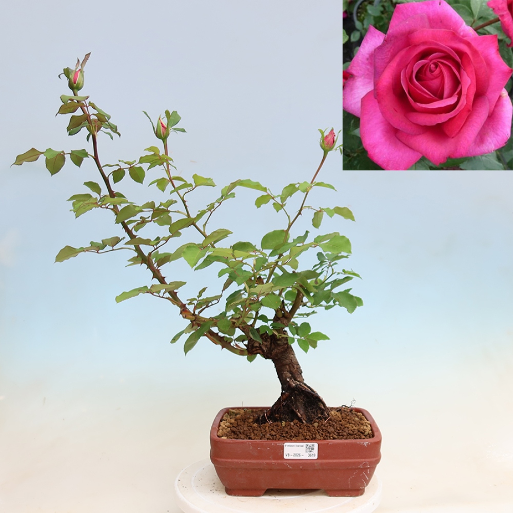 Vonkajšie bonsaje – Rosa Kordes – ruže