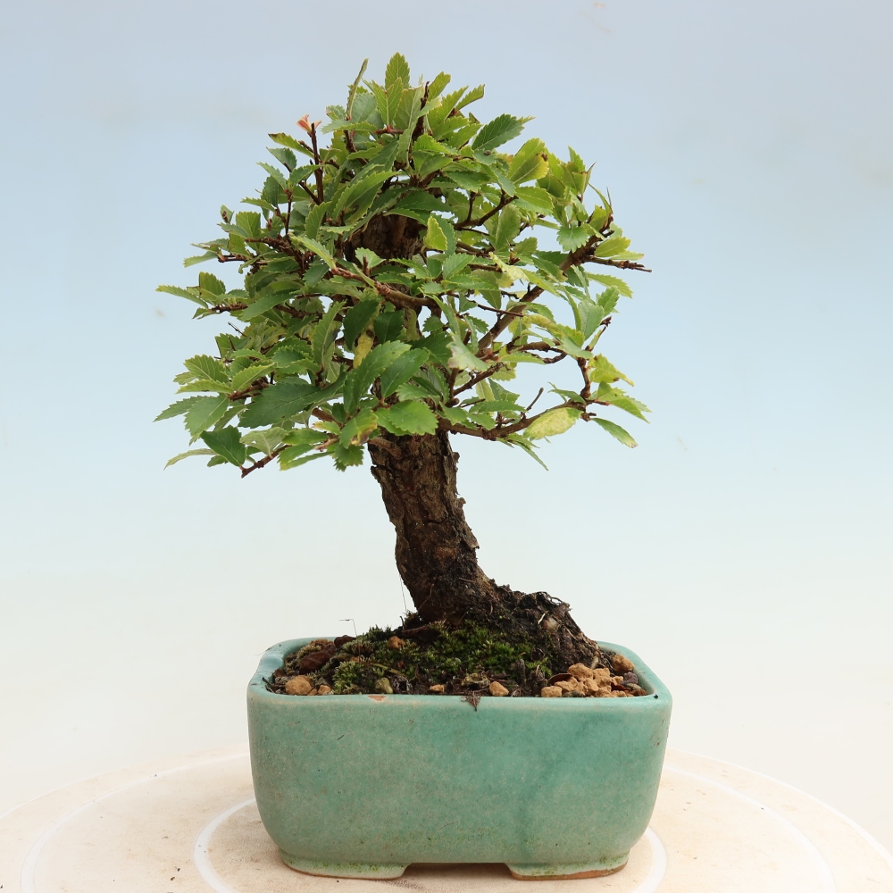 Vonkajšie bonsaje - Zelkova - Zelkova NIRE