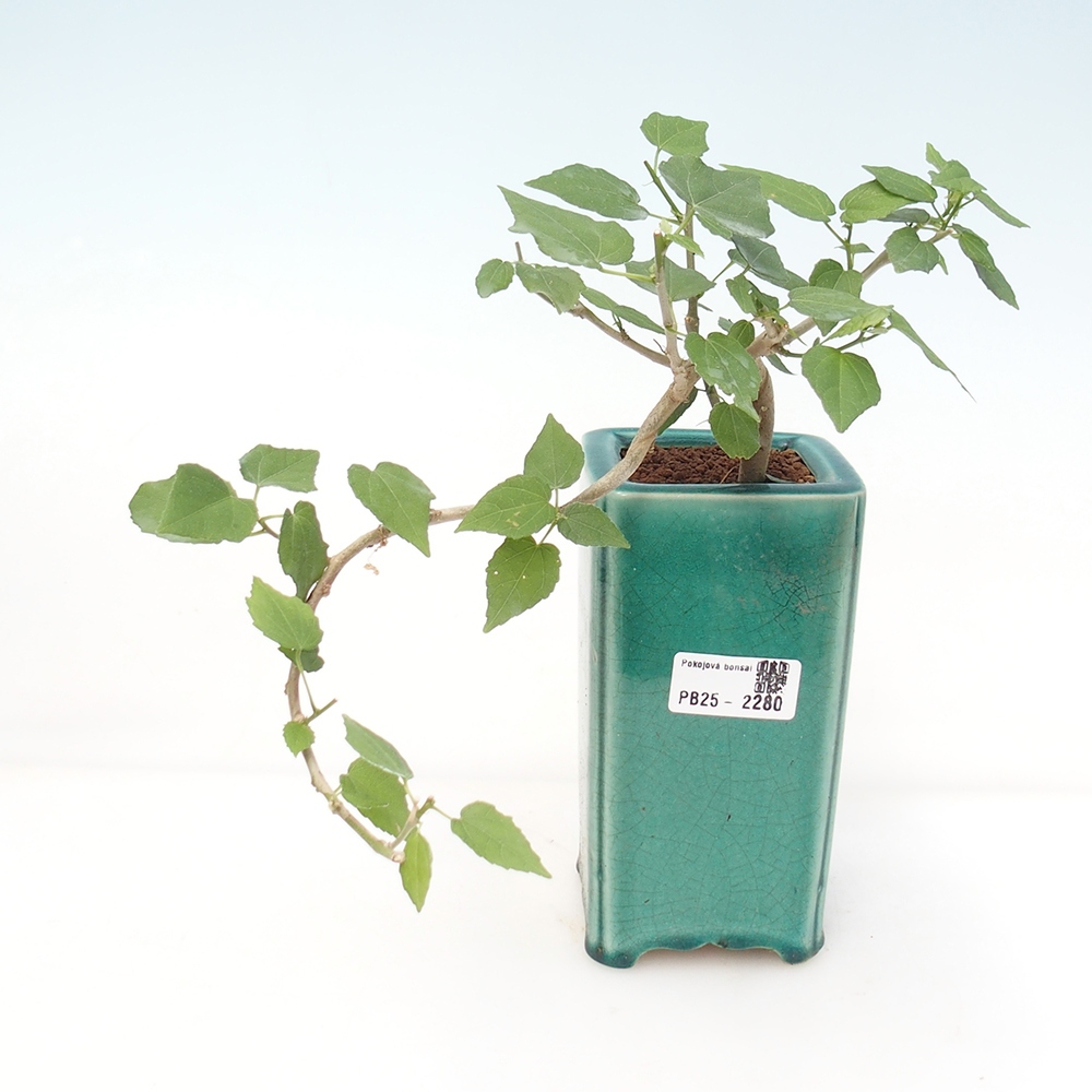 Izbová bonsai - Malvaviscus arboreus - ibištekovec drevnatý