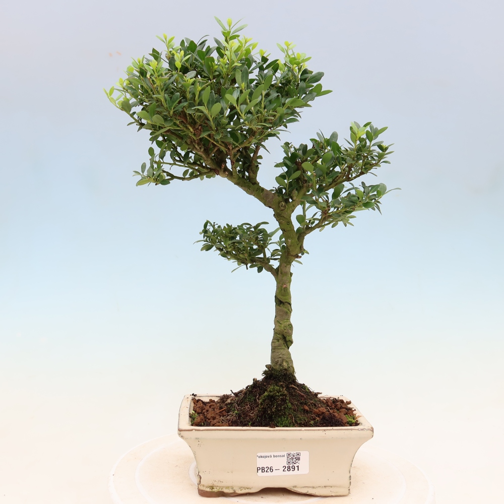 Izbový bonsaj - Ilex crenata - Cesmína
