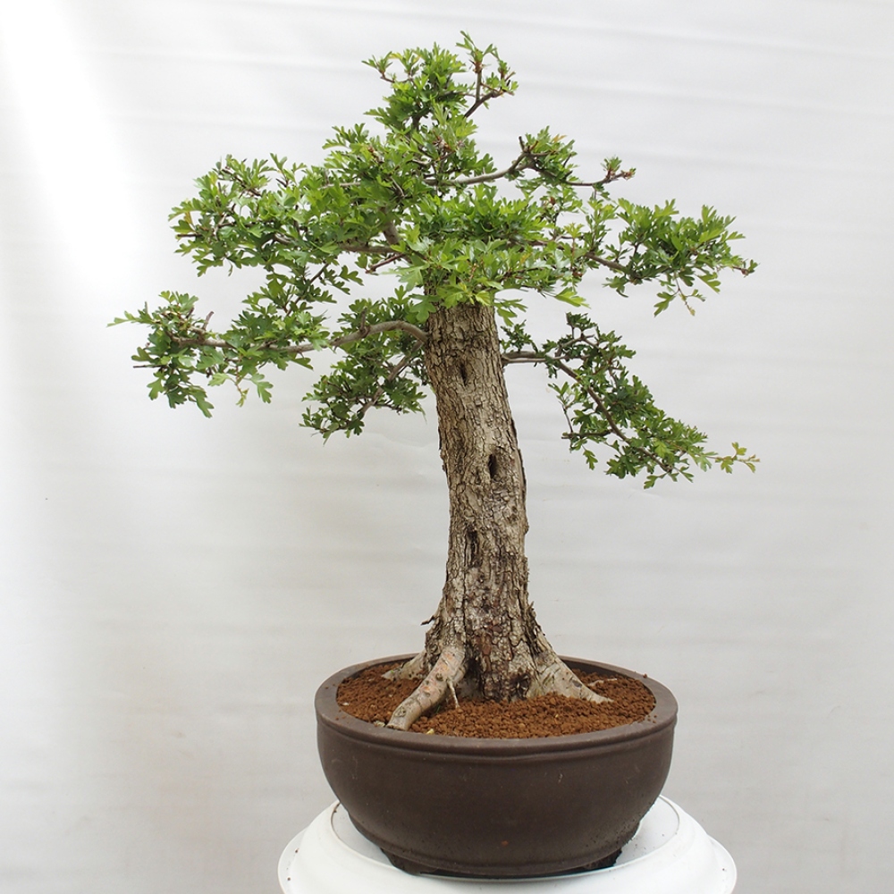 Vonkajší bonsai - Hloh - Crataegus monogyna