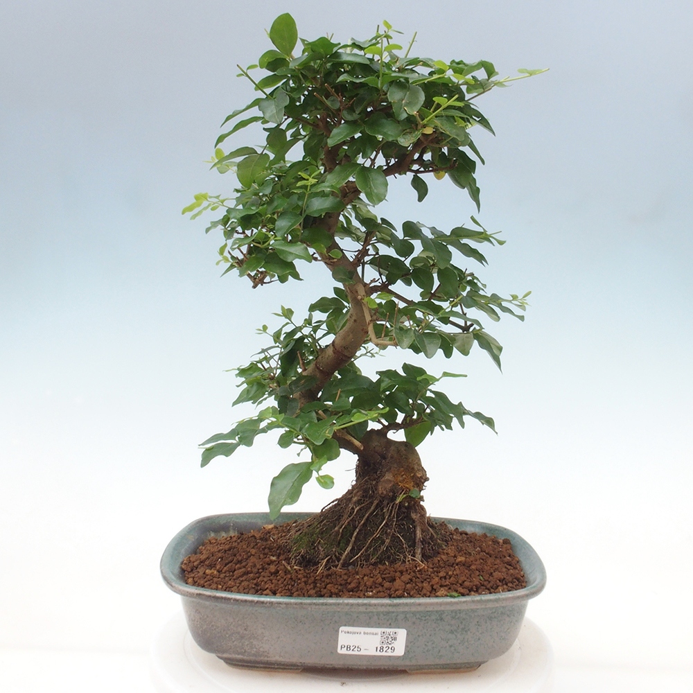 Izbová bonsai -Ligustrum chinensis - Vtáčí zob