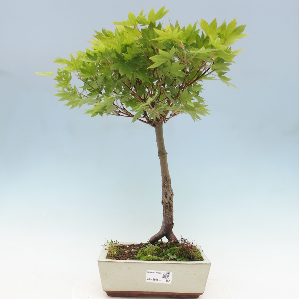 Vonkajší bonsai - Javor palmatum katsura GISAN - Javor dlanitolistý