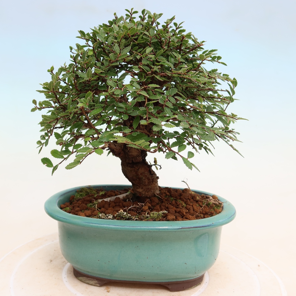Vonkajšie bonsaje - Zelkova - Zelkova NIRE