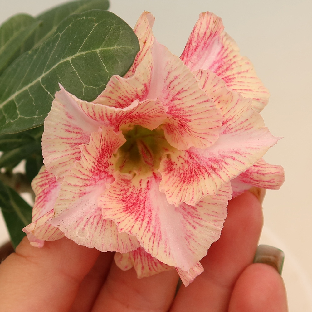 Izba bonsai – Adenium obesum, štepené V.F.S.277 – Púštna ruža