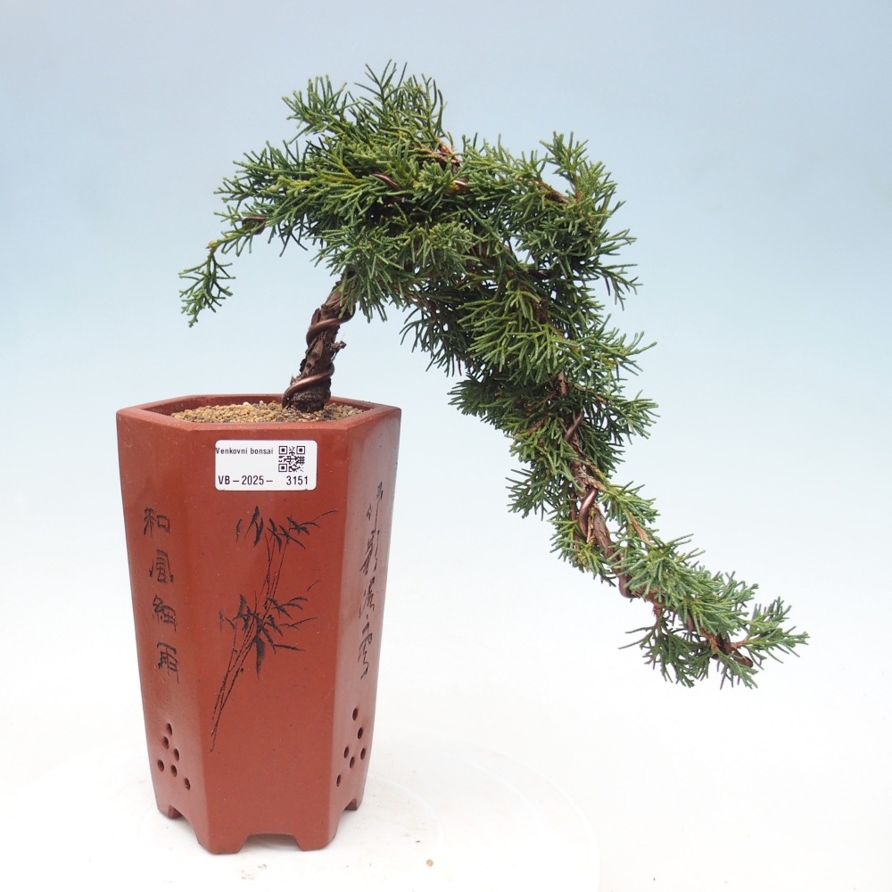 Vonkajší bonsai - Juniperus chinensis Kishu -Jalovec čínsky