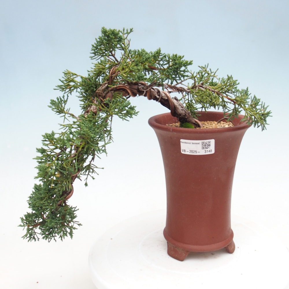 Vonkajší bonsai - Juniperus chinensis Kishu -Jalovec čínsky