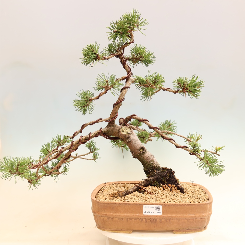 Vonkajšie bonsaje – Pinus mugo Humpy – borovica krivá