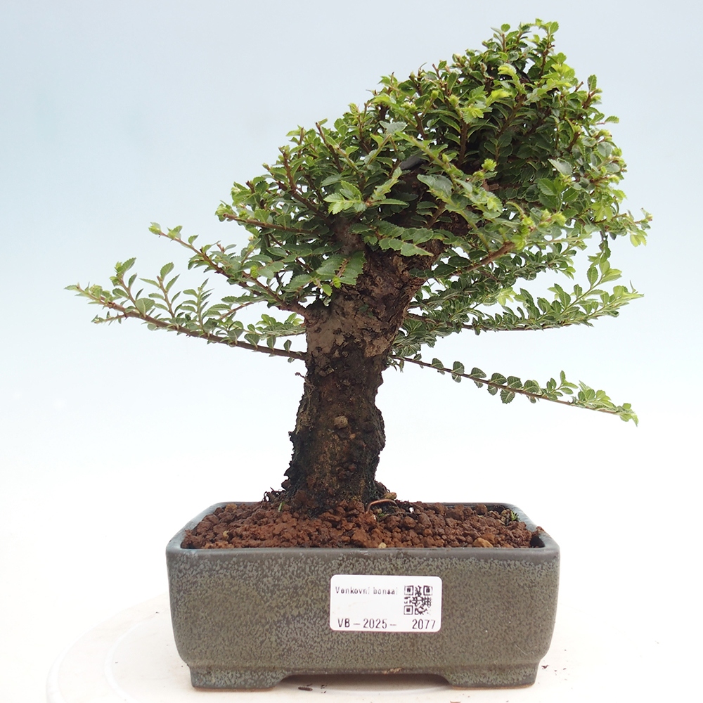 Vonkajší bonsai - Ulmus parvifolia Hokkaido - brest Čínsky