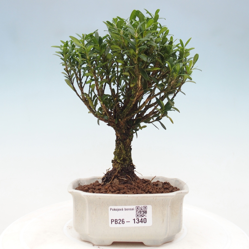 Izbové bonsaje - Buxus harlandii - korkový buxus