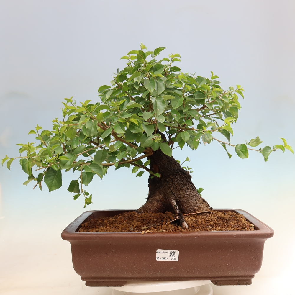 Vonkajší bonsai – Mahalebka – Prunus mahaleb