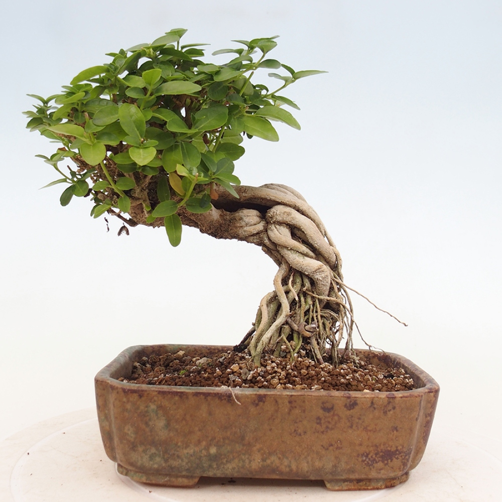 Izbová bonsai - Premna serratifolia - Kozlovoň malolistá