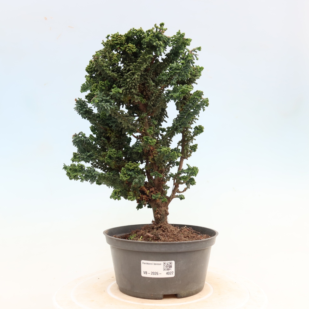 Vonkajší bonsaj - Cham. obtusa SEKKA HINOKI - Cypruštek