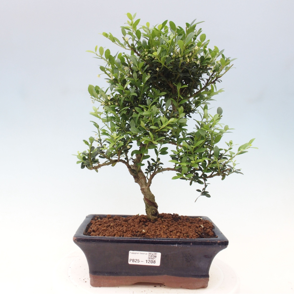 Izbová bonsai - Ilex crenata - Cezmína