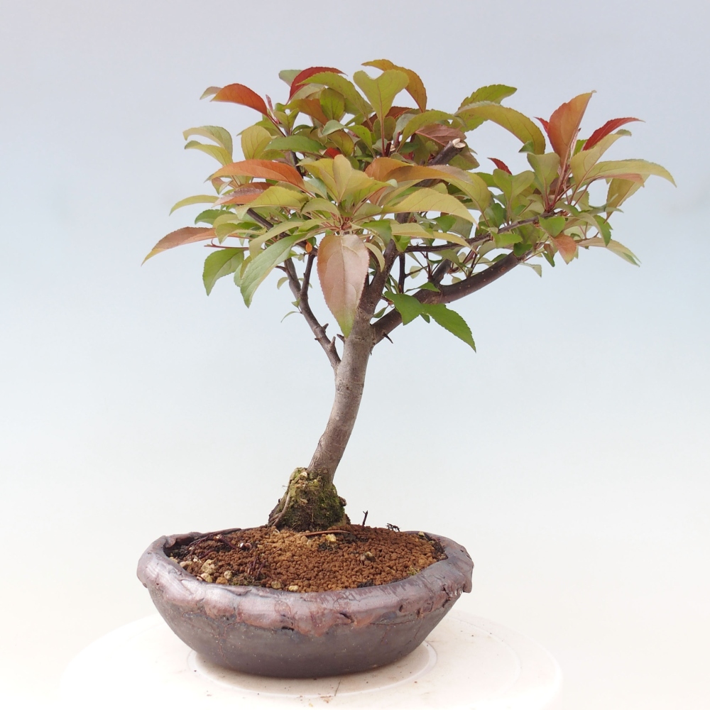 Vonkajší bonsai -Malus domestica - Maloplodá jabloň červenolistá