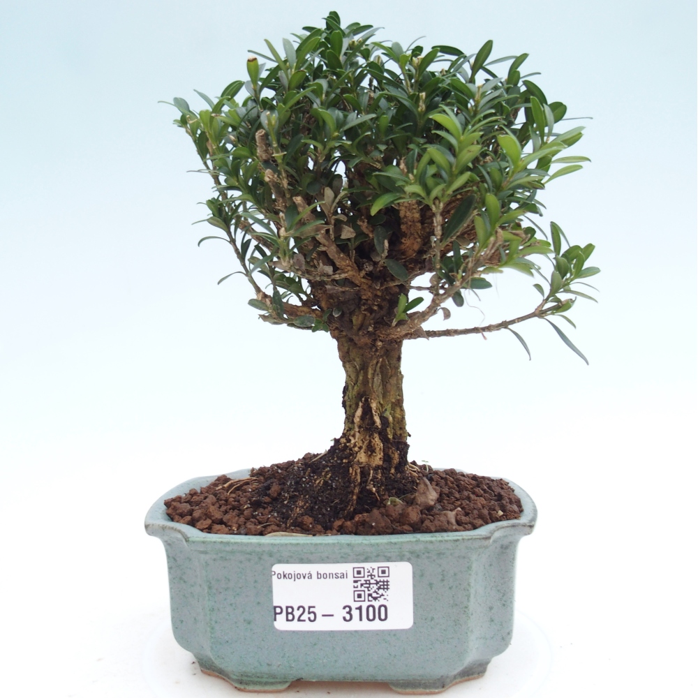 Izbová bonsai - Buxus harlandii -korkový buxus