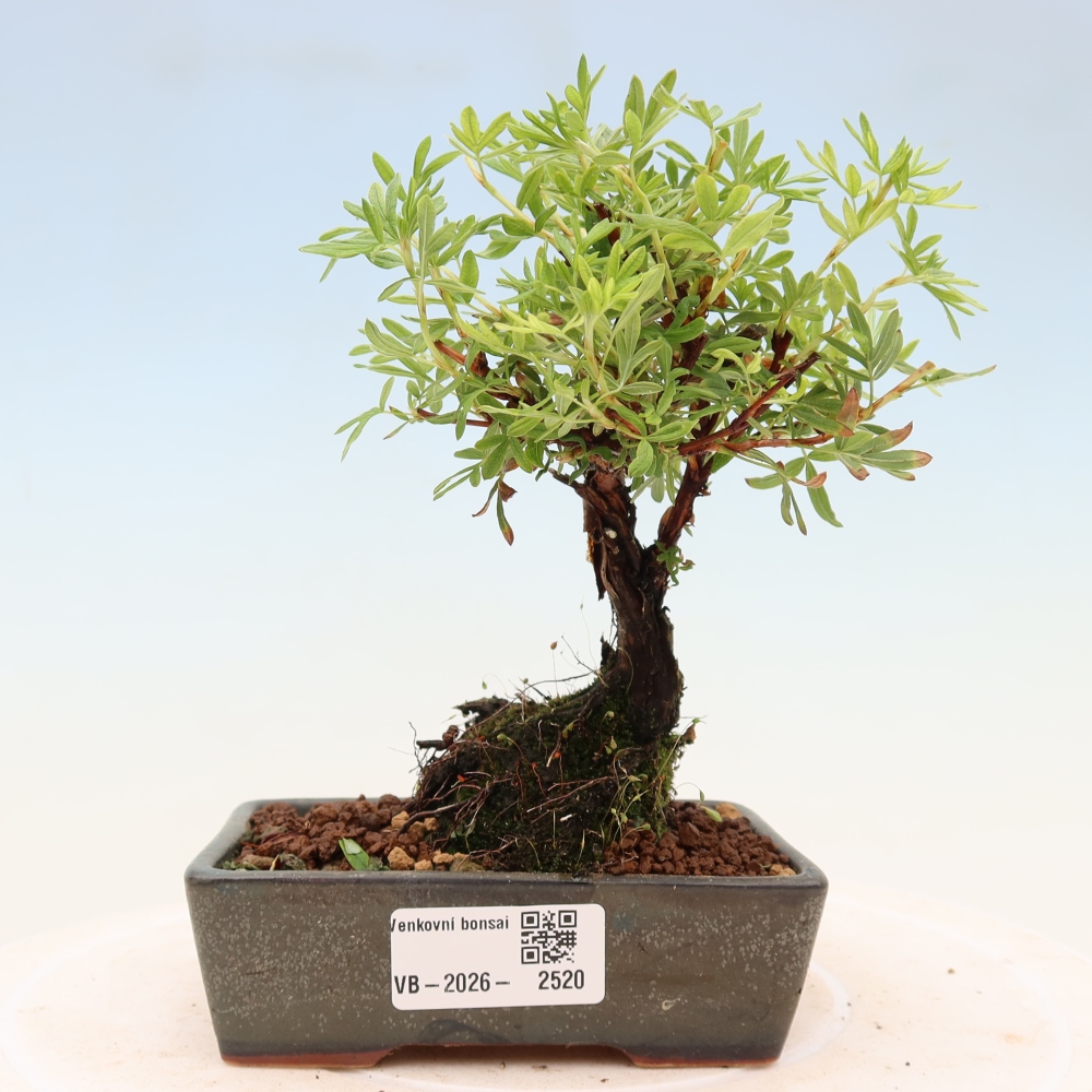 Vonkajšie bonsaje - Potentila fruticosa