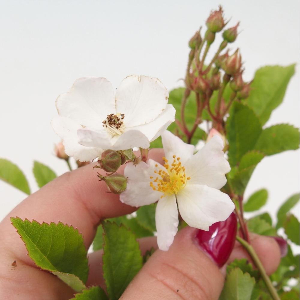 Vonkajší bonsai - Rosa sp. - malokvetá ruža