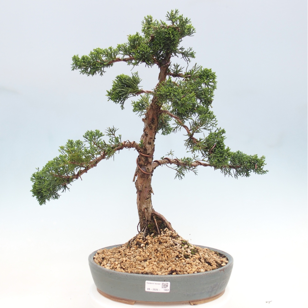 Vonkajšie bonsai - Juniperus chinensis Kishu -Jalovec čínsky