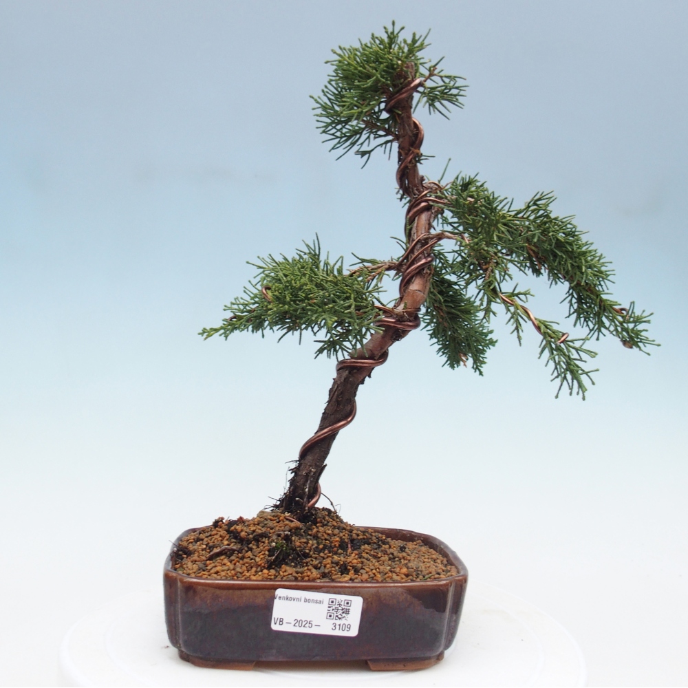 Vonkajší bonsai - Juniperus chinensis Kishu -Jalovec čínsky