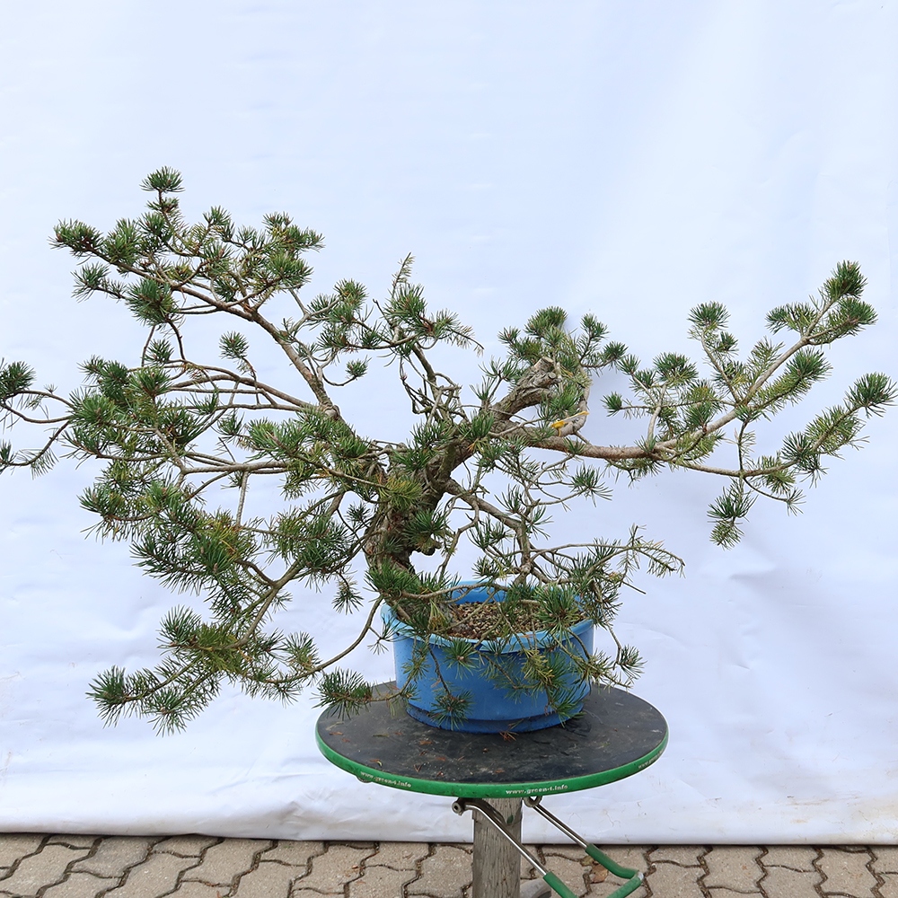 Pinus sylvestris Španielsko – borovica lesná
