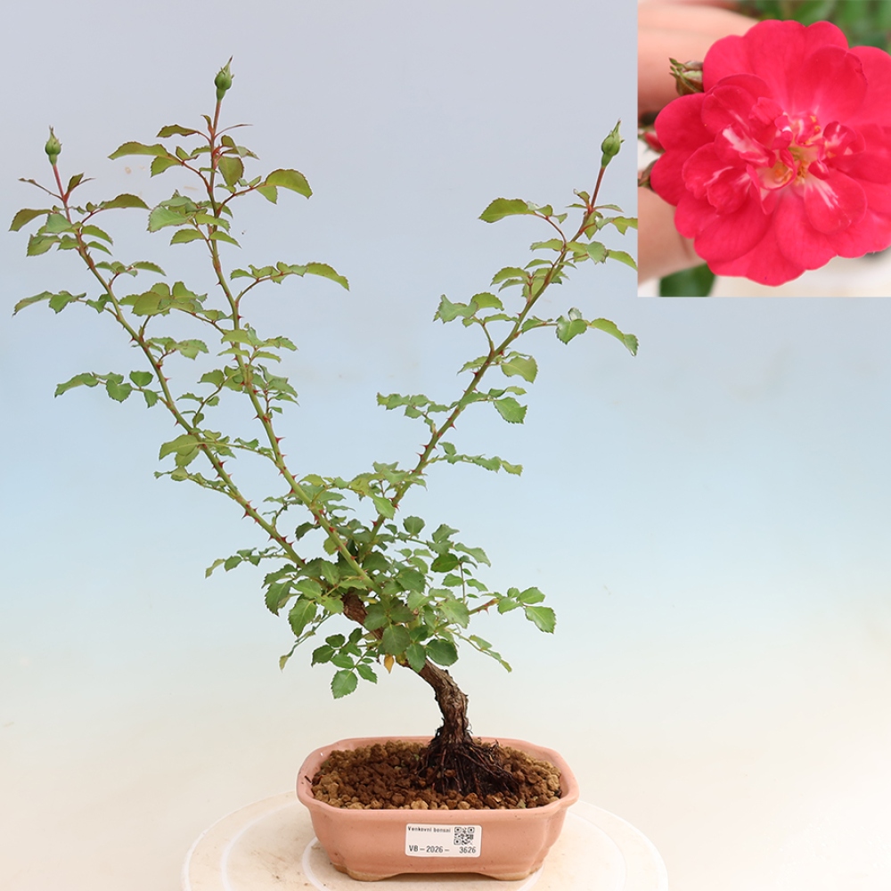 Vonkajšie bonsaje – Rosa Kordes – ruže