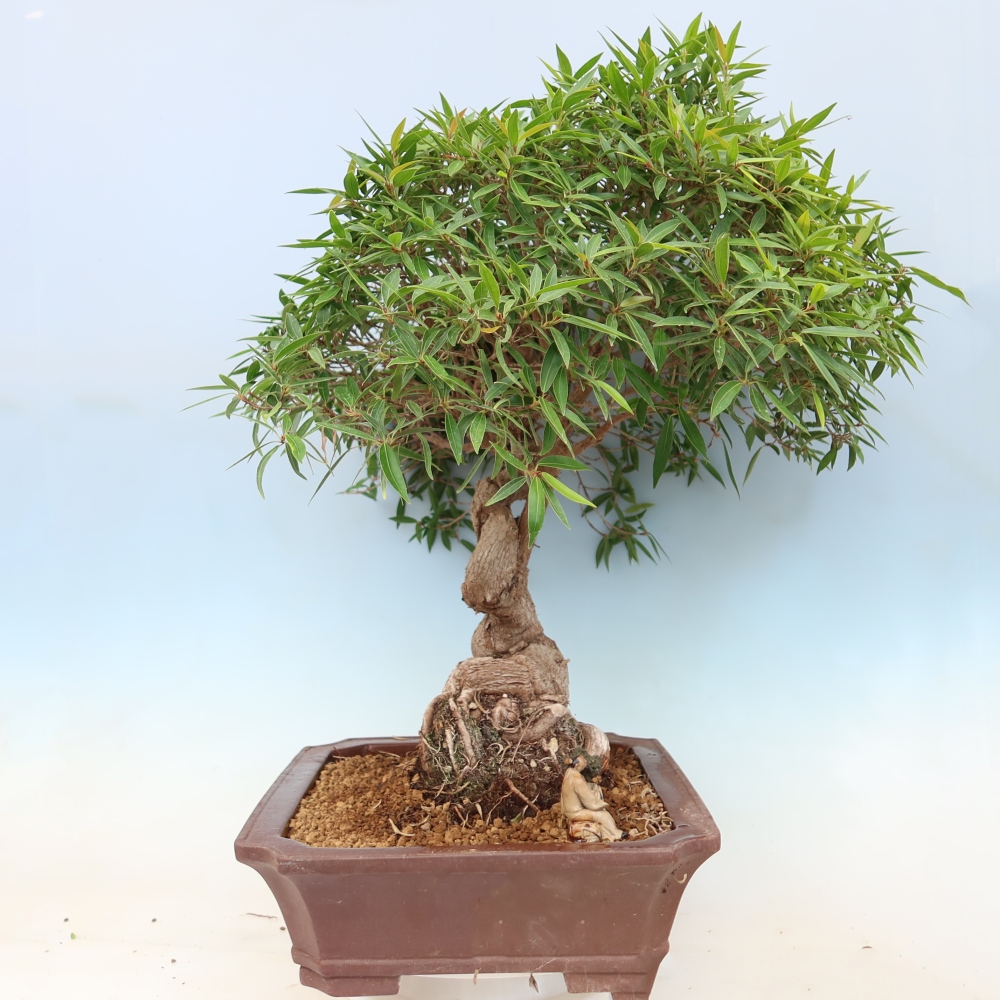 Izbové bonsaje - Ficus nerifolia - fíkus drobnolistý