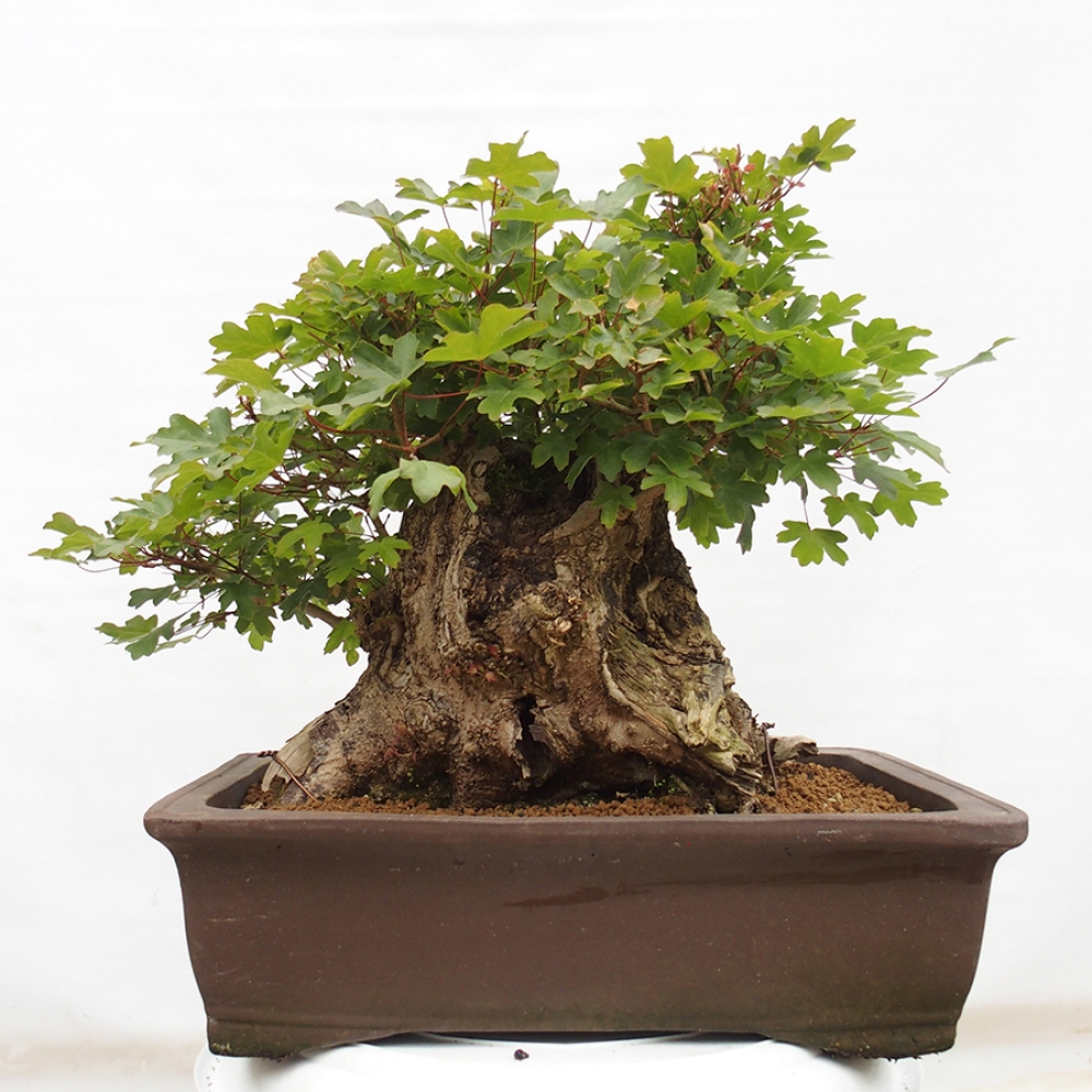 Vonkajší bonsai - Javor Francúzsky - Acer Nonspessulanum