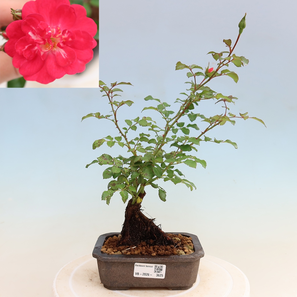 Vonkajšie bonsaje – Rosa Kordes – ruže