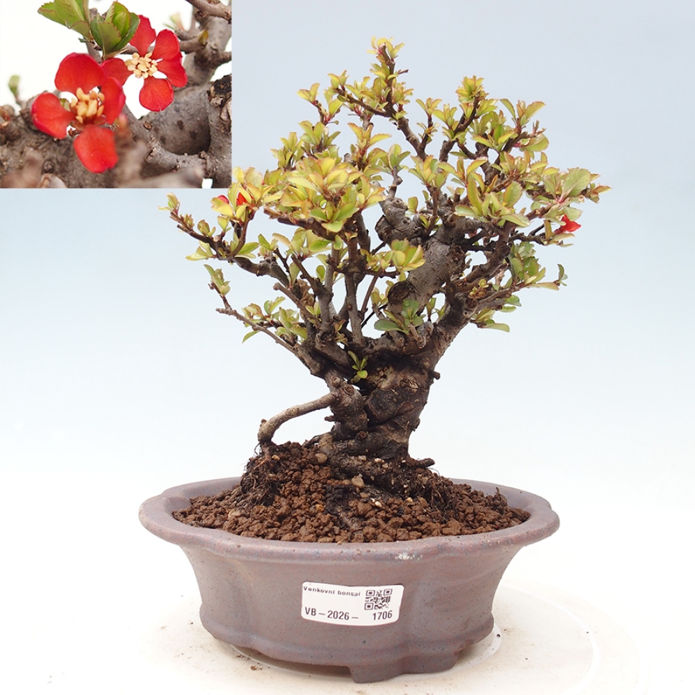 Vonkajšie bonsaje - Chaneomeles speciosa - Kdoule