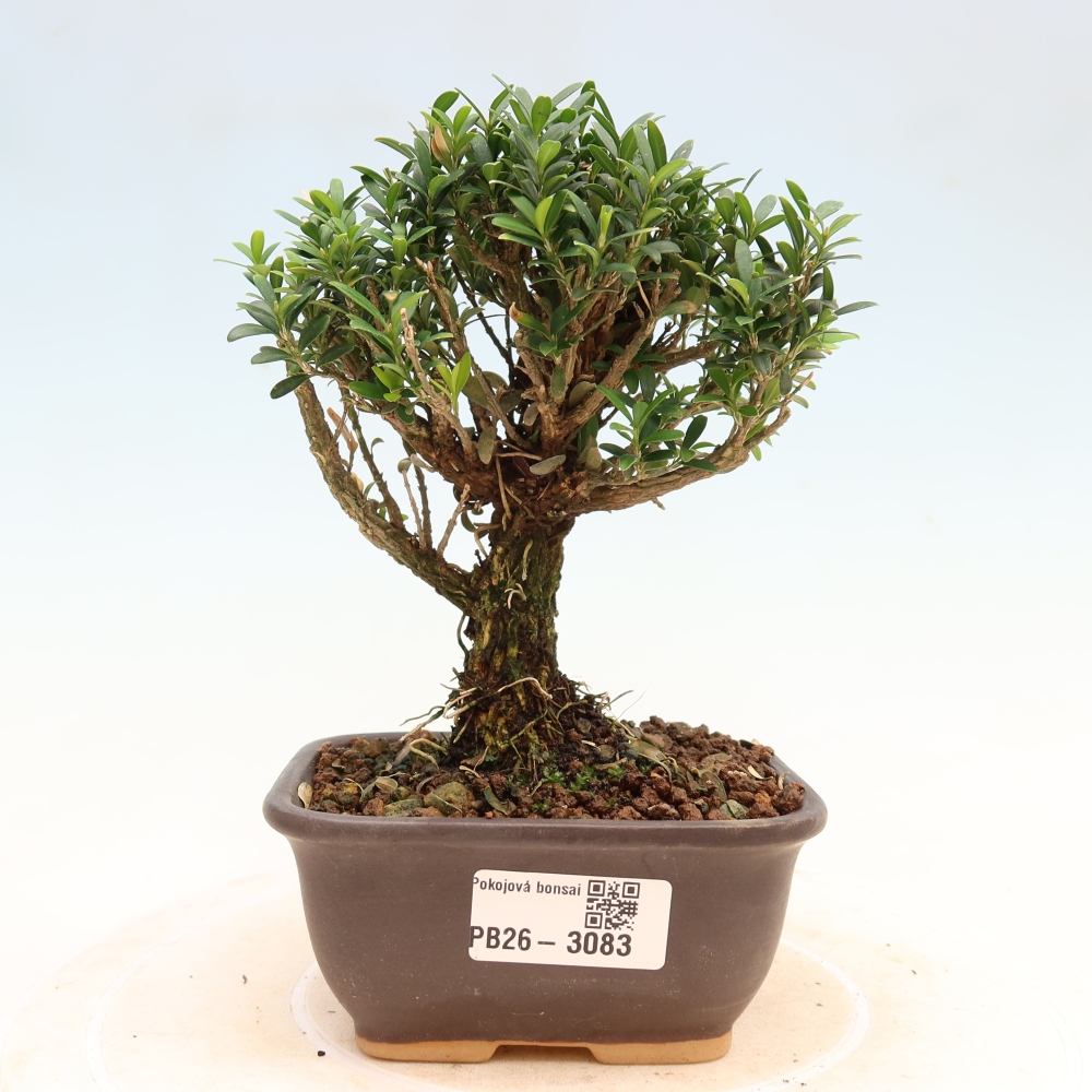 Izbové bonsaje - Buxus harlandii - korkový buxus
