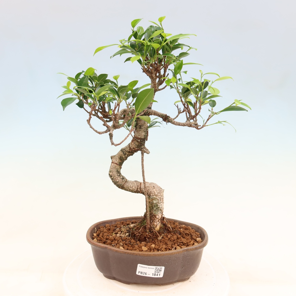 Izbový bonsaj - Ficus retusa - drobnolistý fikus