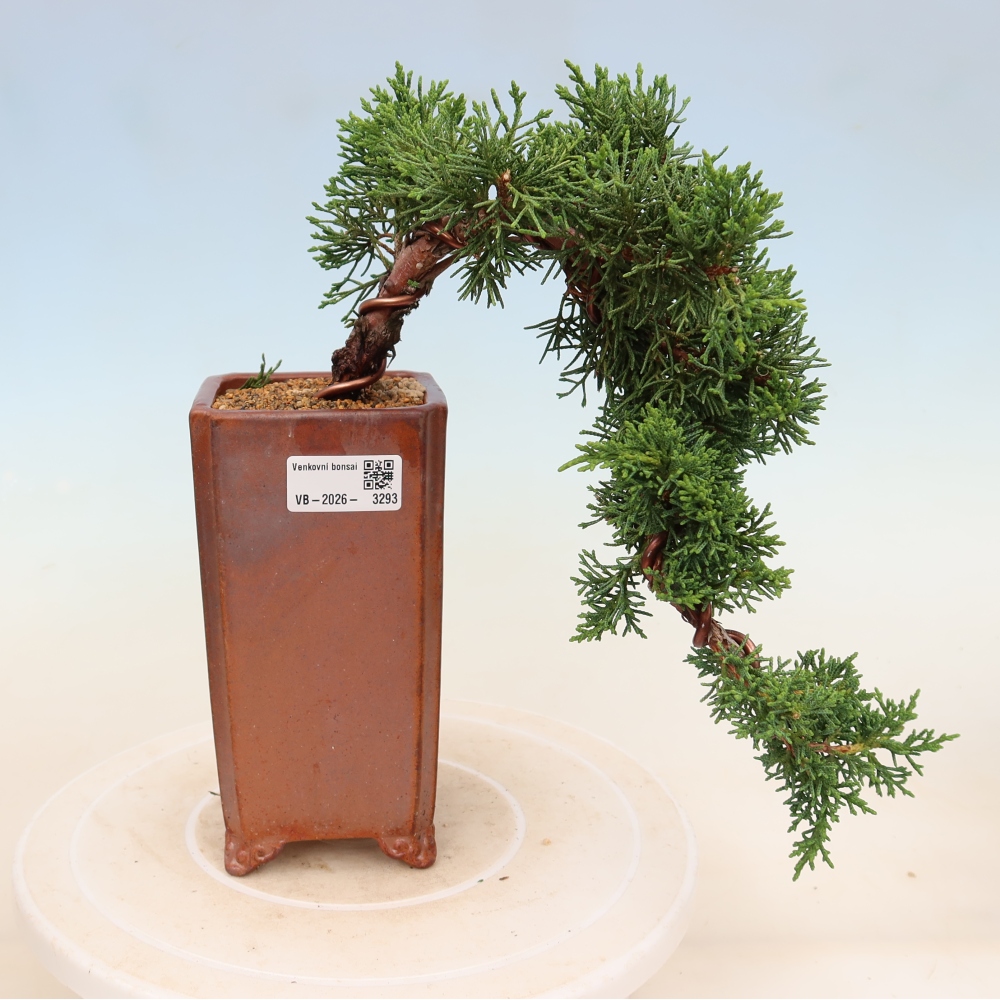 Vonkajší bonsaj - Juniperus chinensis Kishu