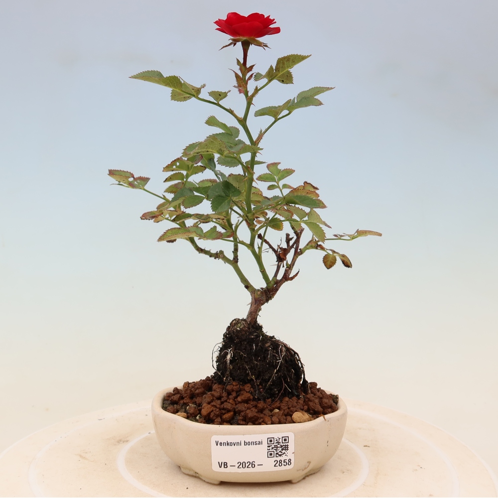 Vonkajšie bonsaje – Rosa Kordes – ruže
