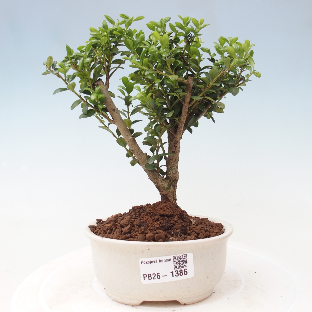 Izbový bonsaj - Ilex crenata - Cesmína