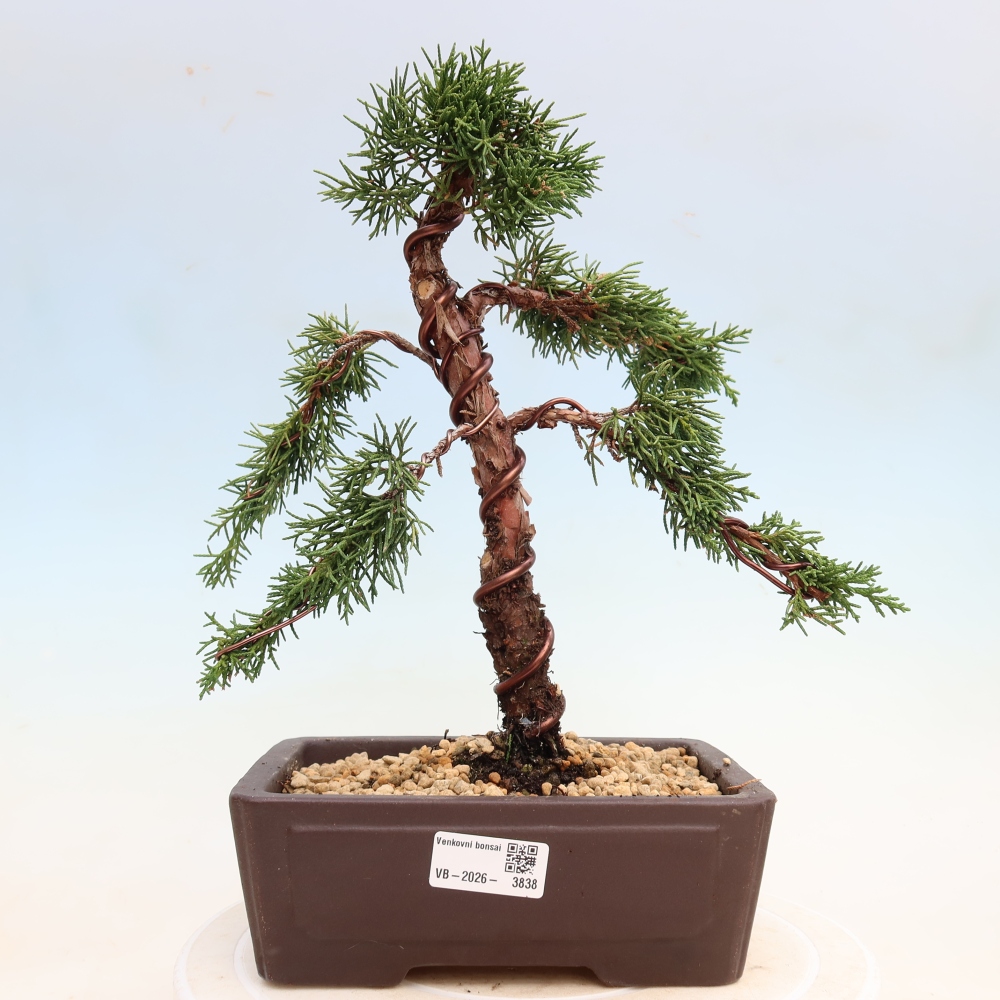 Vonkajší bonsaj - Juniperus chinensis Kishu