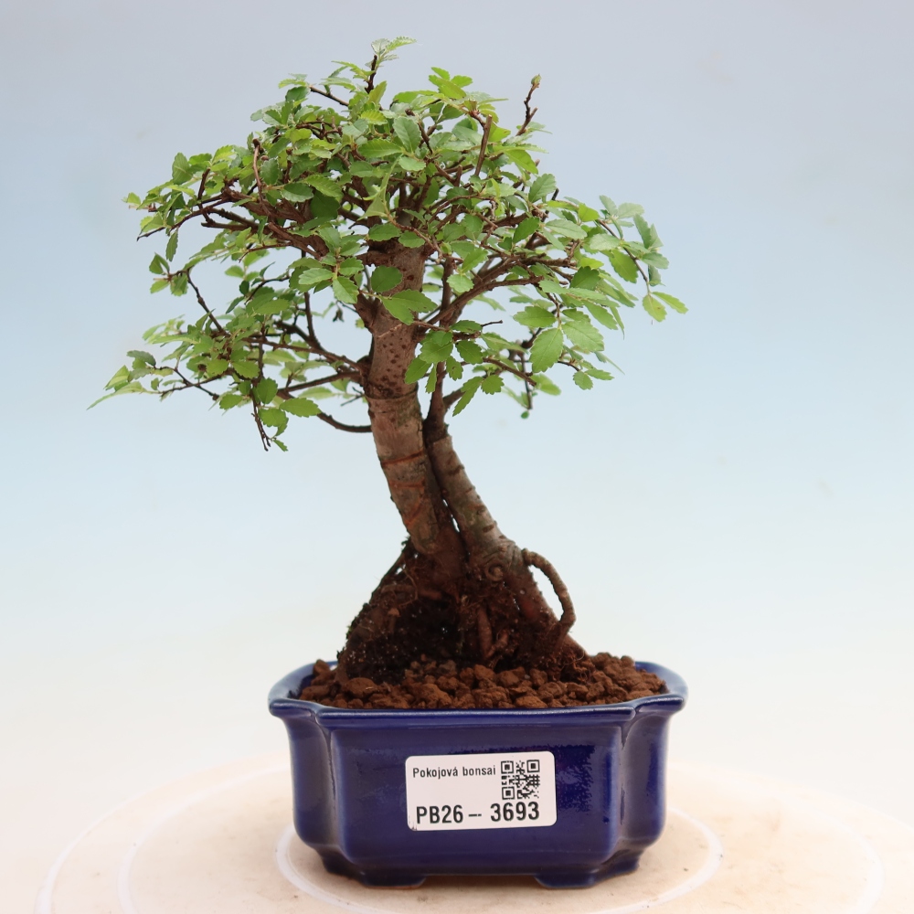 Izbový bonsaj - Ulmus parvifolia - brest malolistý
